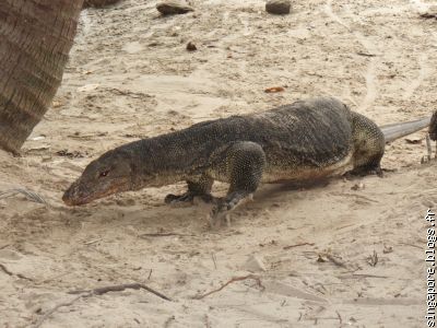 Sur terre...Varan de Komodo en liberté...Attention ça peut faire mal !