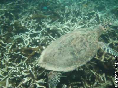 Dans l'eau....à la poursuite d'une tortue cette fois ci