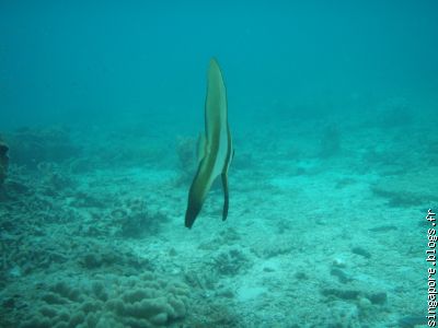 Dans l'eau....à la poursuite d'un poisson 2