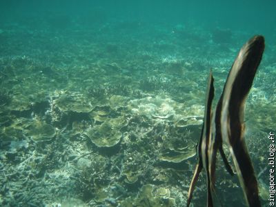 Dans l'eau....à la poursuite d'un poisson